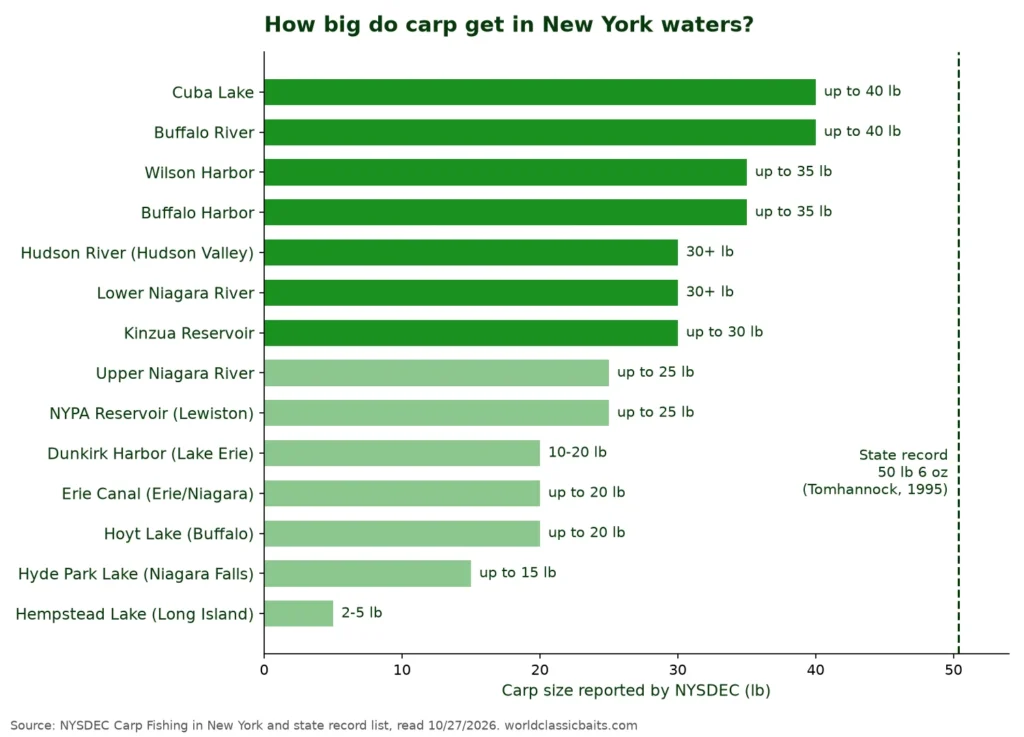 Bar chart of the largest carp NYSDEC reports in 14 New York waters, from 2-5 lb at Hempstead Lake to 40 lb at Cuba Lake and the Buffalo River, next to the 50 lb 6 oz state record